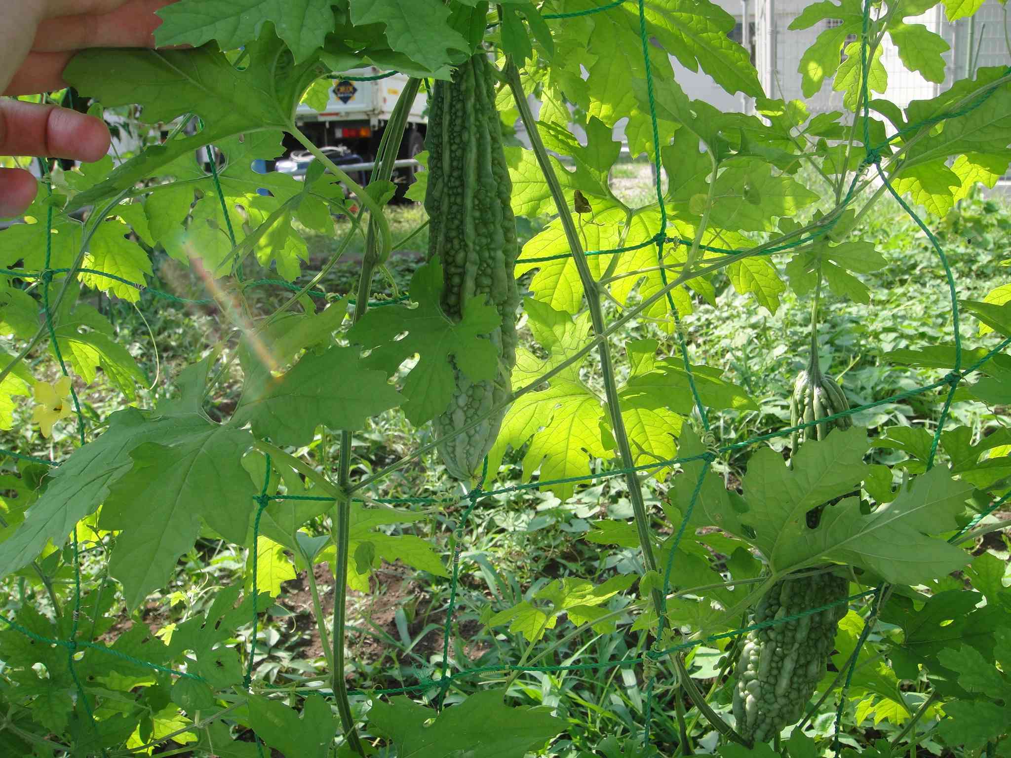 DSC08717